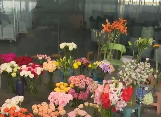 [24小時(shí)]新春將至 各地年宵花銷(xiāo)售旺